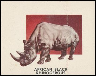 196 African Black Rhinoceros